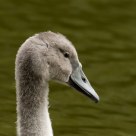 cygnet